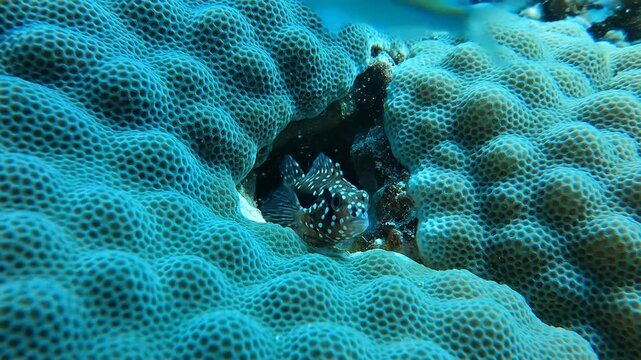 Fish peers out from a coral reef, vibrant teal and tan honeycomb pattern creating a natural, underwater scene