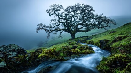 Trees and mountains with old stone wall in foreground