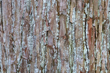 Obraz premium Natural pattern of old wood skin with cracks.