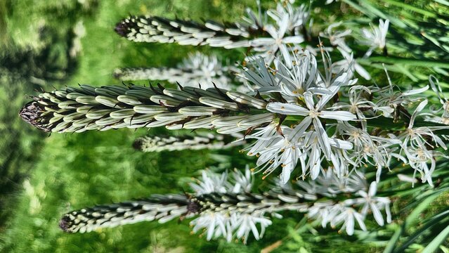 Asphodelus albus white asphodel