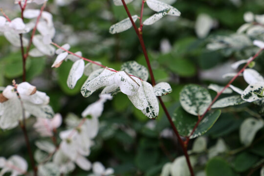Breynia disticha or Snowbush in a garden.