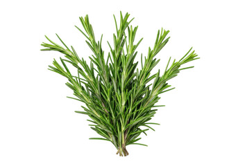 Obraz premium Fresh, vibrant green rosemary sprigs with aromatic needle-like leaves and delicate stems, isolated on a transparent background with copy space, concept for culinary and branding contexts