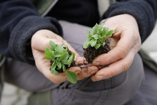 Hands holding Canterbury bell seedlings in greenhouse in Upper Bavaria