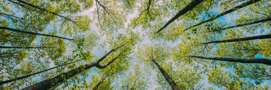 Looking Up In Beautiful Pine Deciduous Forest Trees Woods Canopy. Bottom View Wide Angle Background. Greenwood Forest. Trunks And Branches With Fresh Spring Lush