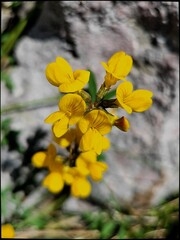 Hippocrepis comosa horseshoe-vetch