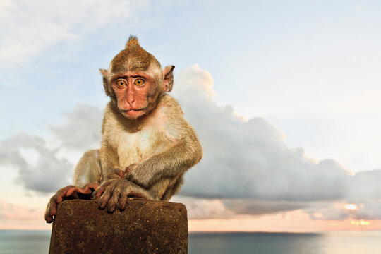 Monkey sitting on stone at Uluwatu Temple Bali Indonesia