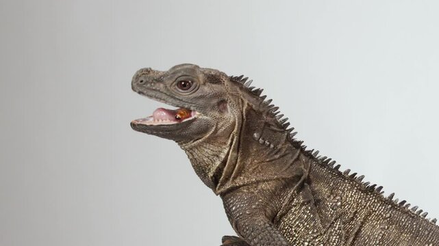 Profile View of a Sailfin Lizard Eating a Mealworm from Tweezers