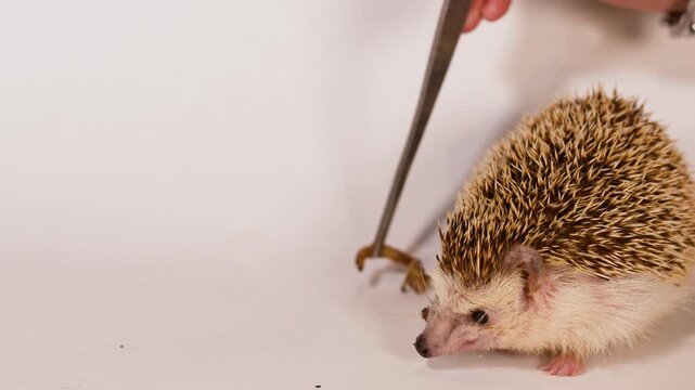 African Pygmy Hedgehog Eating a Mealworm from Tweezers on White Background