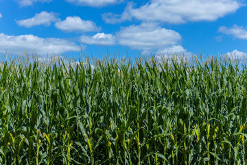 Cornfield in the Dordogne Valley