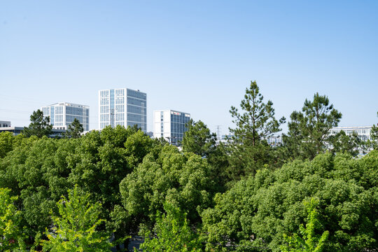 Modern buildings rise above lush green trees