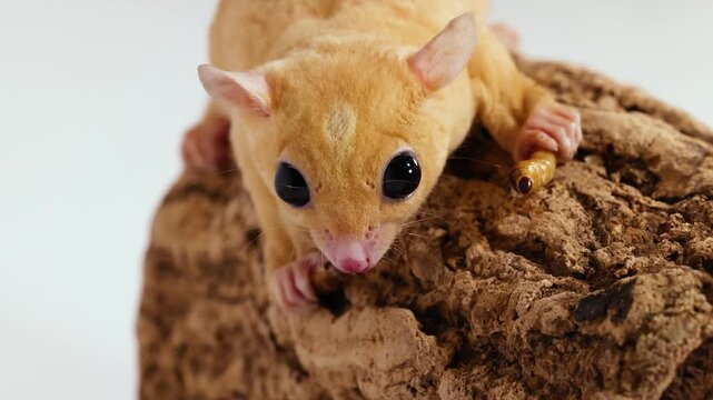 Close Up of a Leucistic Sugar Glider Eating a Mealworm on Bark