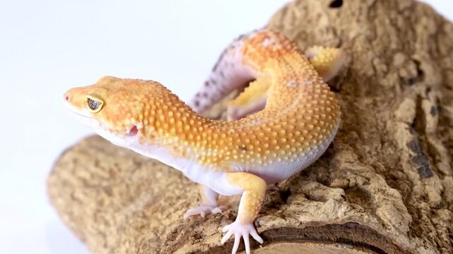 Close Up Profile View of a Leopard Gecko Resting on Wood