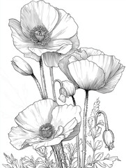 Fototapeta premium Hand drawn poppy flowers in a vintage black vector floral illustration with leaves and natural botanical details