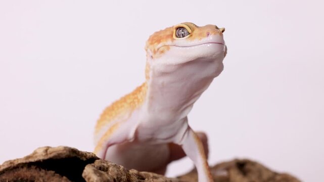 Orange Leopard Gecko Licking Its Lips on a White Background