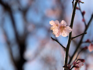 晴れた1月に咲いた可愛らしい紅梅「紅冬至（コウトウジ）」