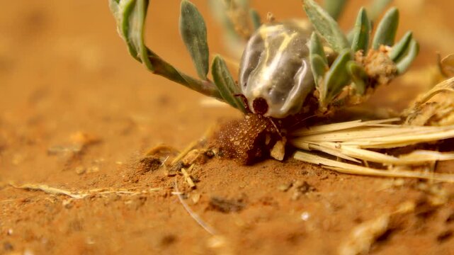 Macro close up Tick laying eggs on dry soil, revealing parasite reproduction and zoonotic disease risk. Strong visual for medical, veterinary, epidemiology, and public health education content.