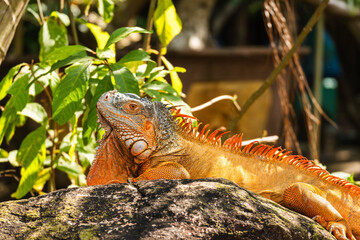 Obraz premium Vibrant Orange and Red Iguana Resting on a Rock in a Sunny Environment