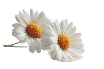 Two daisies, with white petals and yellow centers, against a black background