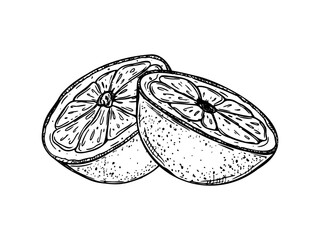 Monochrome orange cut into two halves vector isolated illustration painted by black inks. Juicy citrus fruit etching drawing for healthy food design, cosmetics packaging
