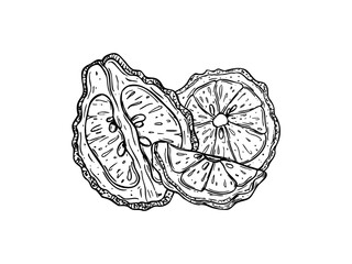 Juicy bergamot fruit slices line art black ink sketch. Monochrome Asian sliced citrus vector isolated illustration. Kaffir lime composition for menu, cosmetic packaging, food ingredient