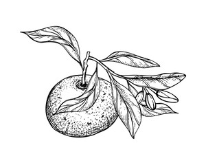 Citrus fruit vector isolated illustration painted by black inks. Mandarin orange with leaves and flowers line art black ink sketch. Tropical Tangerine, Grapefruit or Pummelo pod with foliage