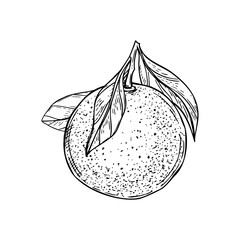 Orange on stem with leaves vector isolated illustration painted by black inks. Monochrome whole citrus fruit and foliage etching drawing for bar menus, fresh drink packaging, summer design
