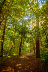 Obraz premium A narrow path through dense thickets. Tall trees in a summer forest. A trail for hiking in nature.