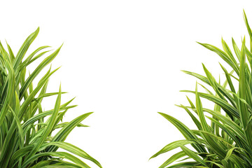 Lush, verdant grass blades frame a black backdrop, creating a vibrant, nature-inspired design