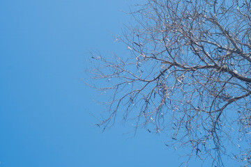 Bare tree branches on a plain background.