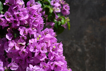 Obraz premium A close up shot of vibrant purple Bougainvillea flowers blooming in bright sunlight against a dark textured background