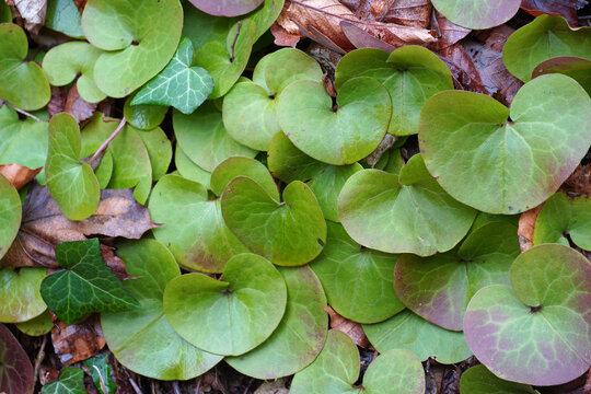 Groundcover plant European wild ginger green color rounded leaves landscape design nature winter autumn flora