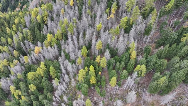 aerial top view - flying above a coniferous forest in a mountain region during autumn with dead, withered and dried-out trees and some bare areas -4k aerial video footage