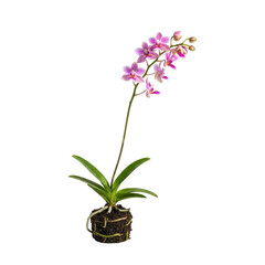 Naklejka premium Orchid plant with pink flowers isolated on transparent background