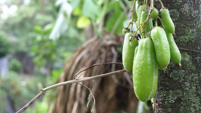 close up of starfruit on a tree, starfruit