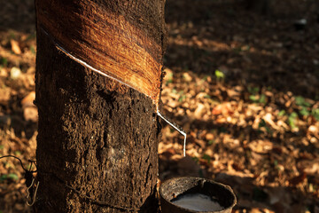 Close up rubber tree in the garden.