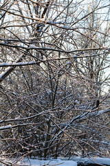 Fototapeta premium Trees covered with snow in winter forest. Beautiful winter landscape.