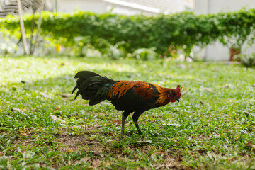 Fototapeta premium A colorful rooster walks on green grass in a garden. The scene shows the rooster searching for food on the ground. The sun shines bright in the background