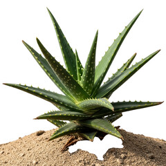 Fototapeta premium Vibrant aloe vera plant with thick green leaves, isolated on transparent background