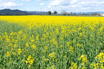 Canola Plantation with Mountains in Galicia Spain The Concept of Rural Landscape