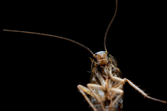 Close up head Ectobius vittiventris on isolated background, Cockroach closeup on black background, Closeup Amber wood cockroach (ectobius vittiventris)