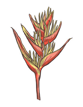 Strelitzia pen and ink hand drawing. Tropic outline floral illustration. Ink sketch colourful. Hand drawn line on the paper on white background. Drawing converted to vector image. Not AI generated.