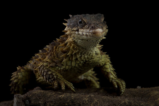 The Sungazer (Smaug giganteus) is a species of lizard from sub-Saharan Africa. The Sungazer isolated on black background