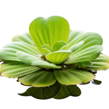 Floating water lettuce plant isolated on transparent background