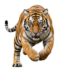 Obraz premium Running tiger in the wild nature scene animal isolated on transparent background