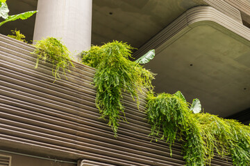 Ferns and other greenery grow down the sides of a concrete building. The plants hang from the...