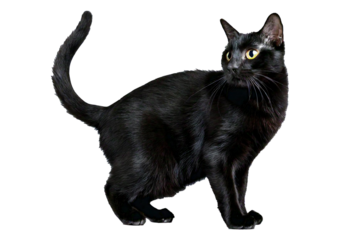A black cat with arched back isolated on transparent or white background