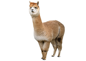 Obraz premium Alpaca isolated on a transparent or white background