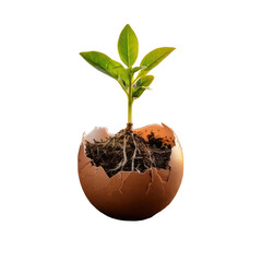 A plant growing out of a broken eggshell, black bkg