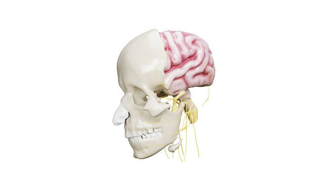 3D Illustration of Human Skull Anatomy with Brain and Facial Nervous System Oblique View