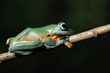 Obraz premium Flying frog in the tropical forest, beautiful tree frog sitting on green leaves, rachophorus reinwardtii on branch, Javan tree frog on leaves